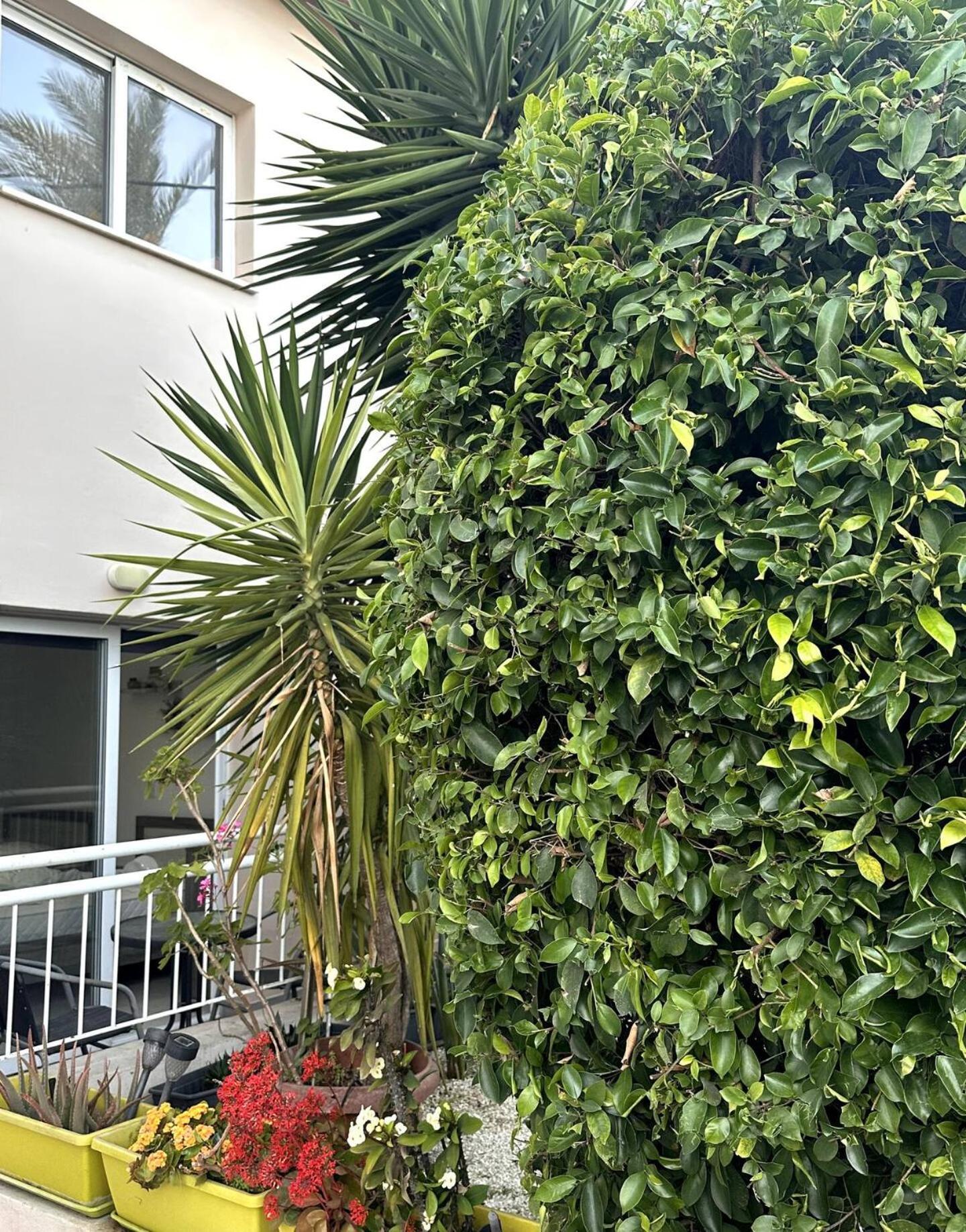 Olymbos Garden Apartment IV 아이아 나파 외부 사진